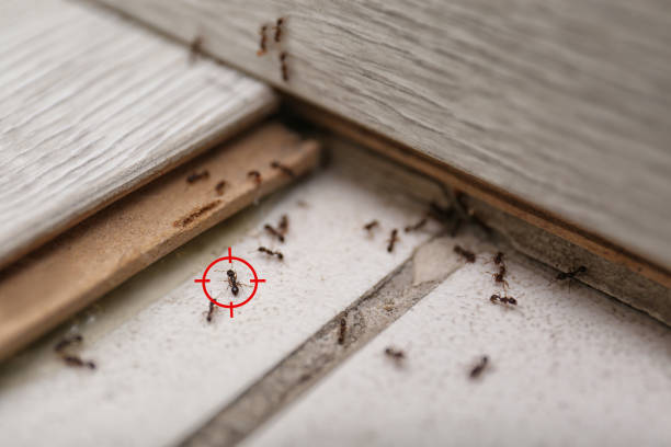 Best Flea Control Services  in Hidden Hills, CA